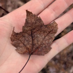 Photo 1 : une feuille d'érable rouge tenue dans la main.