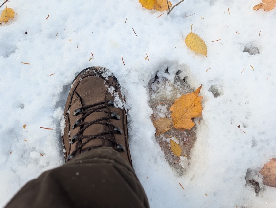 Photo d'une empreinte d'ours noir dans la neige, à côté d'une botte de randonnée.